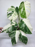 Monstera Variegata (zum aussuchen)