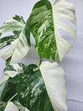 Monstera Variegata (zum aussuchen)