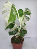 Monstera Variegata (zum aussuchen)