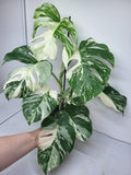 Monstera Variegata (zum aussuchen)