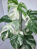 Monstera Variegata (zum aussuchen)