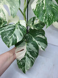 Monstera Variegata (zum aussuchen)