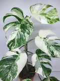 Monstera Variegata (zum aussuchen)