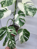 Monstera Variegata (zum aussuchen)