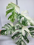 Monstera Variegata (zum aussuchen)