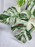 Monstera Variegata (zum aussuchen)