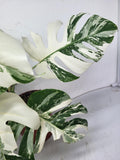 Monstera Variegata (zum aussuchen)