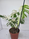 Monstera Variegata (zum aussuchen)