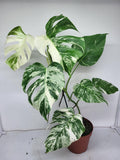 Monstera Variegata (zum aussuchen)