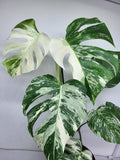 Monstera Variegata (zum aussuchen)