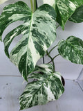 Monstera Variegata (zum aussuchen)