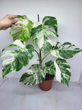 Monstera Variegata (zum aussuchen)