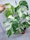 Monstera Variegata (zum aussuchen)