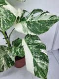 Monstera Variegata (zum aussuchen)