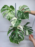 Monstera Variegata (zum aussuchen)