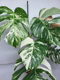 Monstera Variegata (zum aussuchen)