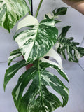 Monstera Variegata (zum aussuchen)