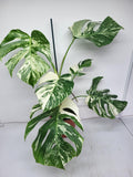 Monstera Variegata (zum aussuchen)