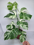 Monstera Variegata (zum aussuchen)