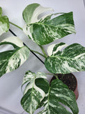 Monstera Variegata (zum aussuchen)