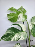 Monstera Variegata (zum aussuchen)