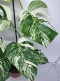 Monstera Variegata (zum aussuchen)