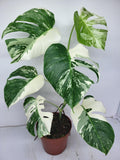 Monstera Variegata (zum aussuchen)