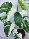 Monstera Variegata (zum aussuchen)