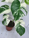 Monstera Variegata (zum aussuchen)