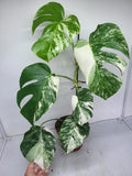 Monstera Variegata (zum aussuchen)