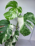 Monstera Variegata (zum aussuchen)