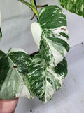 Monstera Variegata (zum aussuchen)