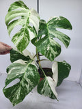 Monstera Variegata (zum aussuchen)