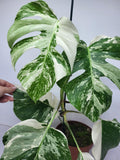 Monstera Variegata (zum aussuchen)