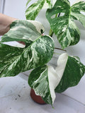 Monstera Variegata (zum aussuchen)