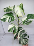 Monstera Variegata (zum aussuchen)