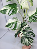 Monstera Variegata (zum aussuchen)