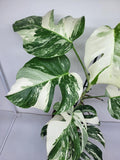 Monstera Variegata (zum aussuchen)