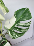 Monstera Variegata (zum aussuchen)