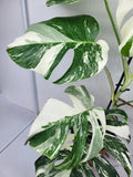 Monstera Variegata (zum aussuchen)