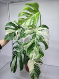 Monstera Variegata (zum aussuchen)