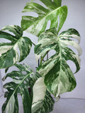 Monstera Variegata (zum aussuchen)