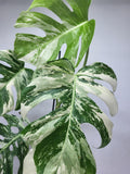 Monstera Variegata (zum aussuchen)