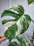 Monstera Variegata (zum aussuchen)