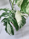 Monstera Variegata (zum aussuchen)