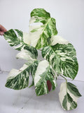 Monstera Variegata (zum aussuchen)