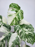 Monstera Variegata (zum aussuchen)