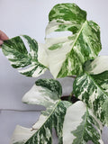 Monstera Variegata (zum aussuchen)