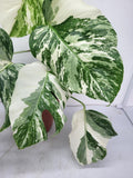 Monstera Variegata (zum aussuchen)