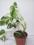 Monstera Variegata (zum aussuchen)